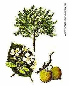 Apfelbaum