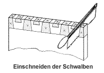 Doppelter Schwalbenschwanz